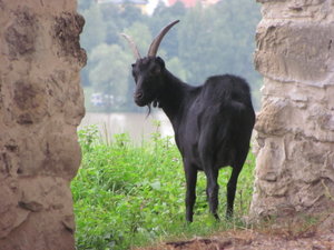 Bewildered goat at Trencin Castle