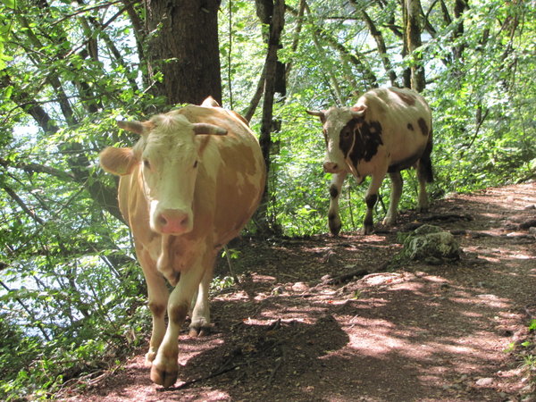 Wandering cows