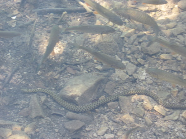 A snake in the lake