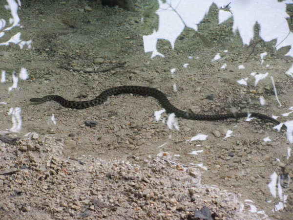Another snake in the lake