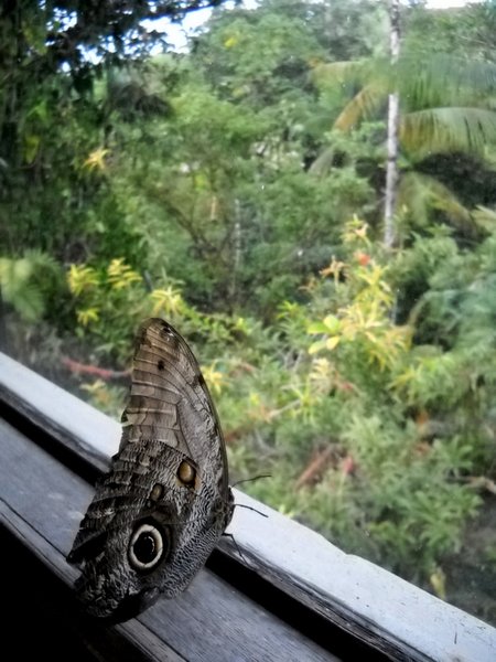 Pondering Moth