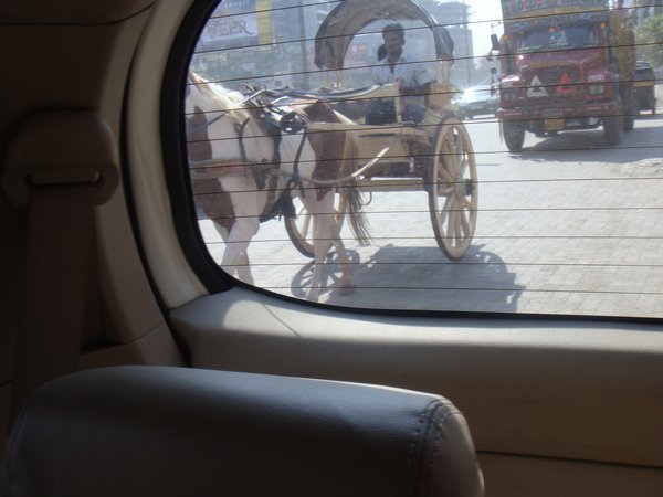 A horse in traffic!