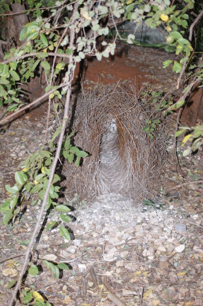 Windjana Bower Bird Nest