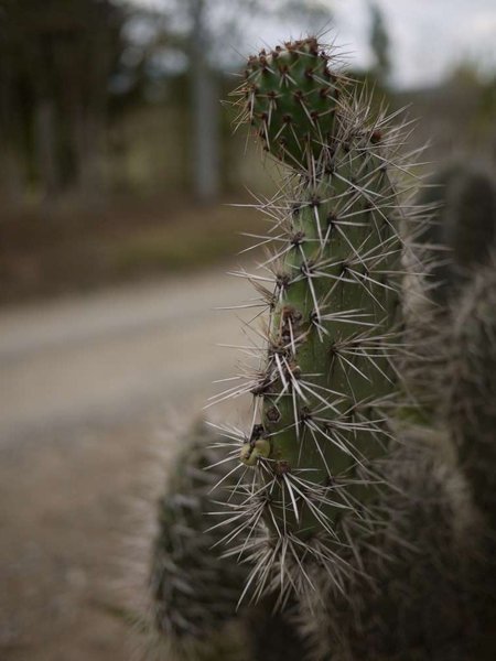 Now THAT'S a Cactus