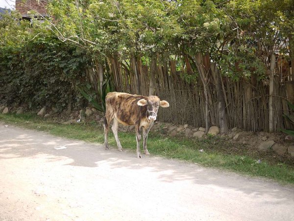 A street feeding cow...