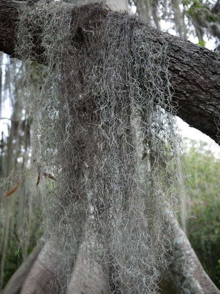 Seriously, hairy trees??