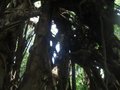 Giant Banion Tree