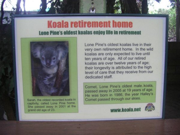 Koala Retirement Home