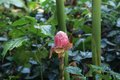 Protea Plant