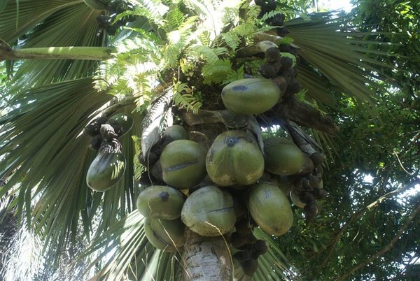 Coco De Mer Palm