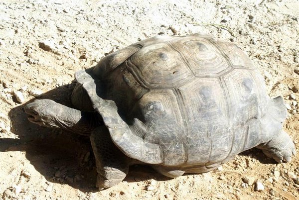 Aldabran Giant Land Tortoise
