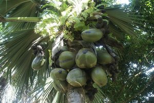 Coco De Mer Palm | Photo