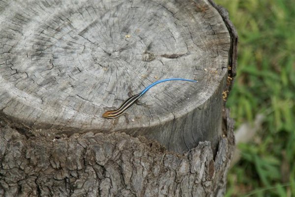 Lizard With a Blue Tail