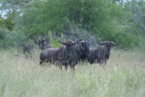 A Group of Wildebeest