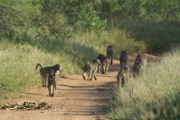 Baboons on the Run