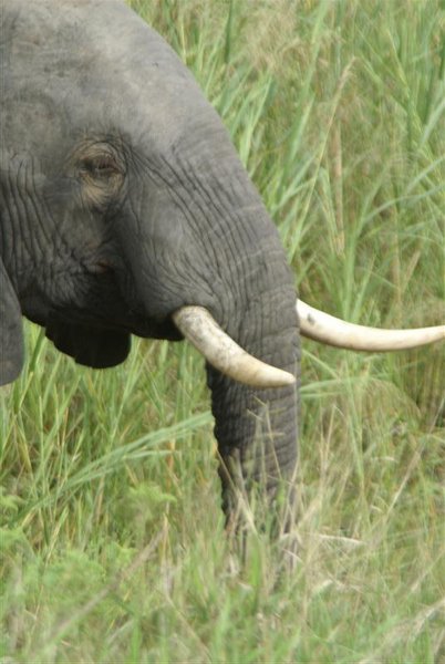 What Nice Tusks You Have