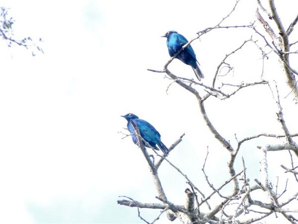 Two Bright Burchell Starlings