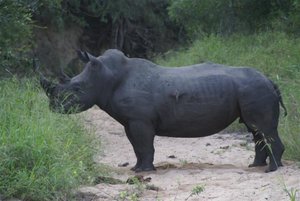 Rhino in the Road
