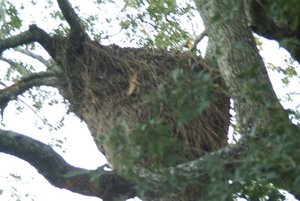Hamerkop Nest