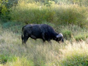 A Cape Buffalo