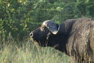 Buffalo By a Nose