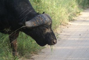Why Did the Buffalo Cross the Road?