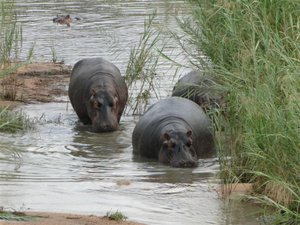 Hippos in the River