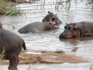 Hippos at Play