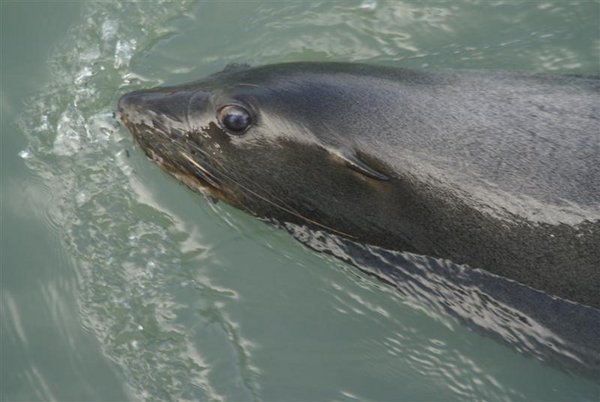 Seal By a Nose