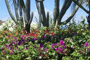 Bougainvillea and Cactus