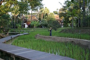 Rice paddys on the grounds