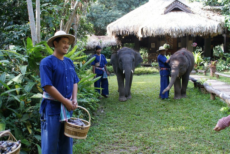 Welcome to Elephant Life Experience