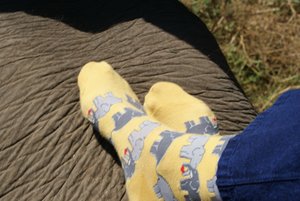 Elephant socks!