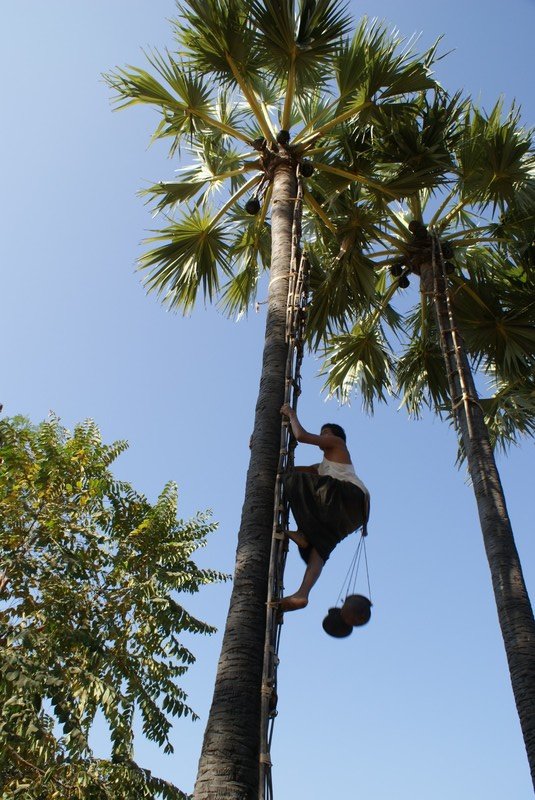 Scaling the Totty Palm
