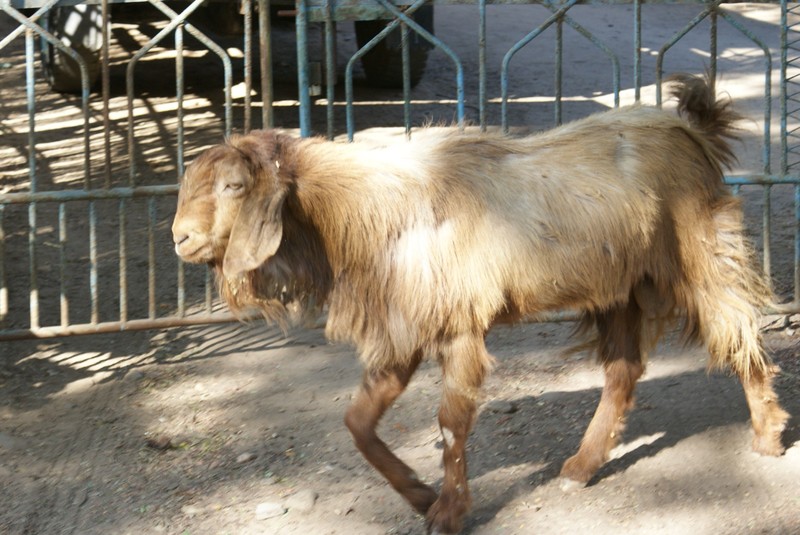 One hairy goat!