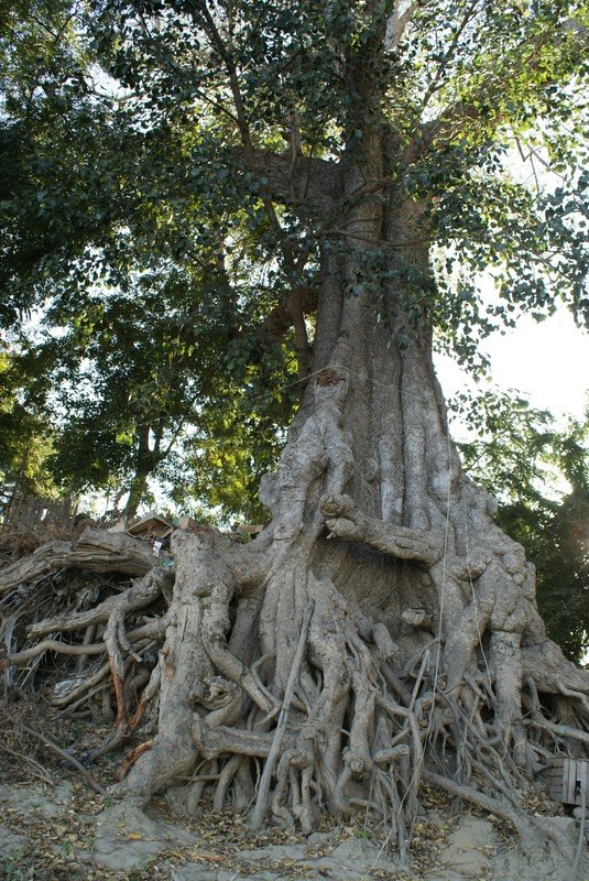 Banyon tree