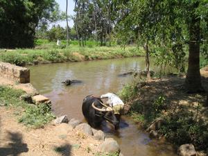 Bathing water buffalo