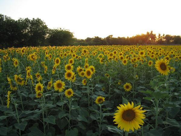 Sunflowers basking in the evening sun