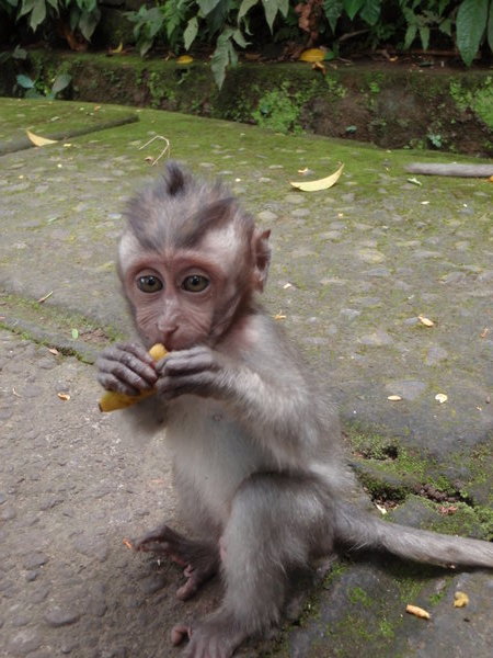 Baby monkey in Ubud