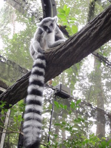 A Lemur at Singapore Zoo