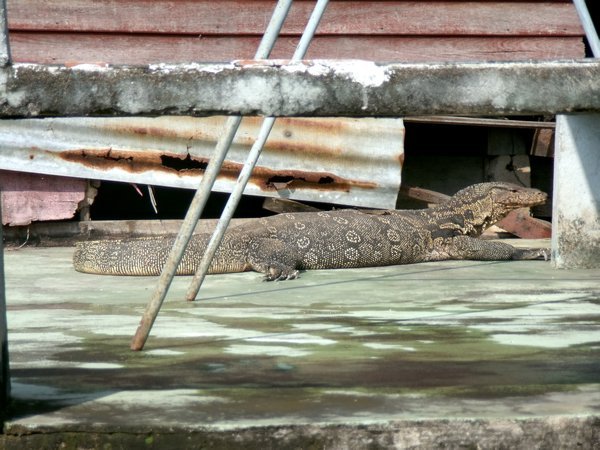 water monitor lizard