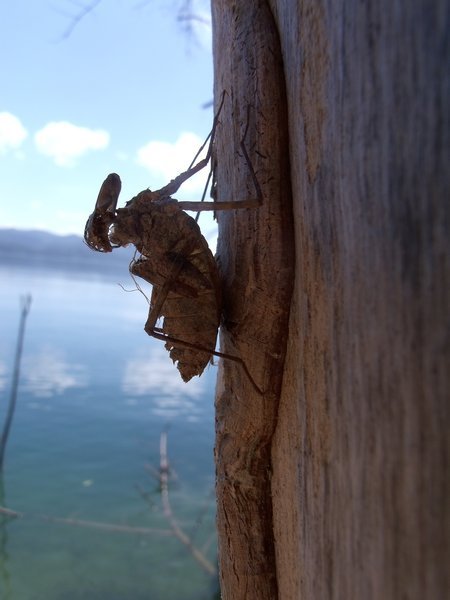 cicada skeleton