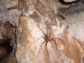 cave spiders!