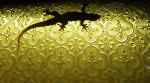 gecko...our nightly visitor