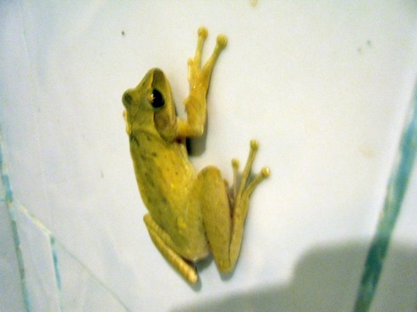 frog on my toilet...