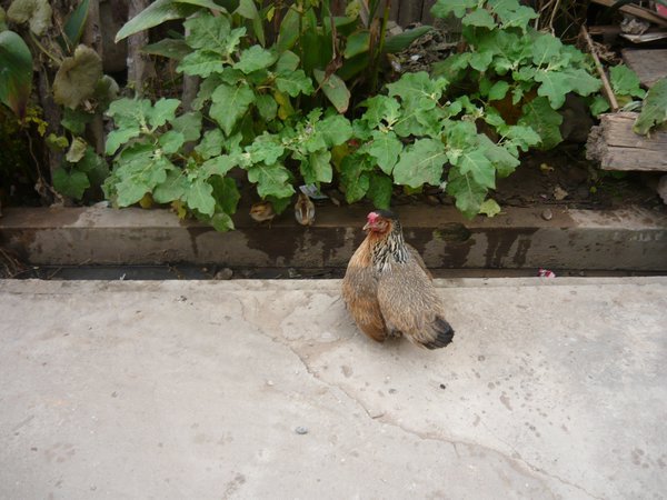 One of the many chickens in town.. 