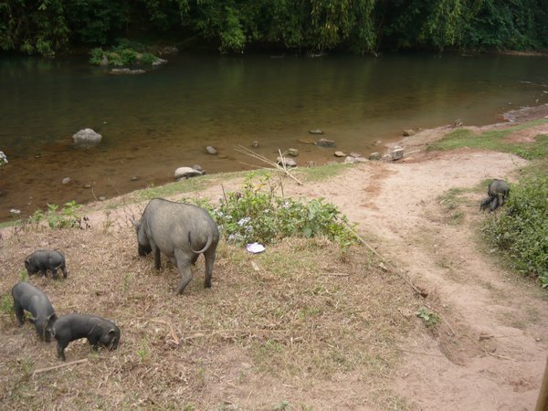 Pigs by the riverside