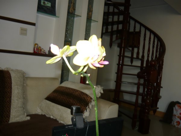 Lovely orchid, present from Josh