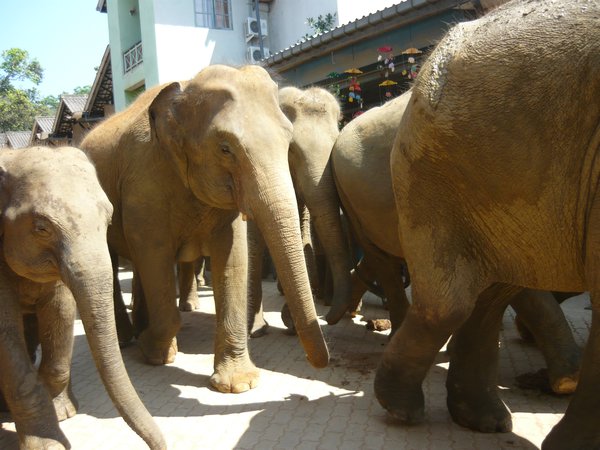 Elephants up close!