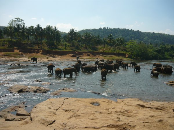 Lots of elephants